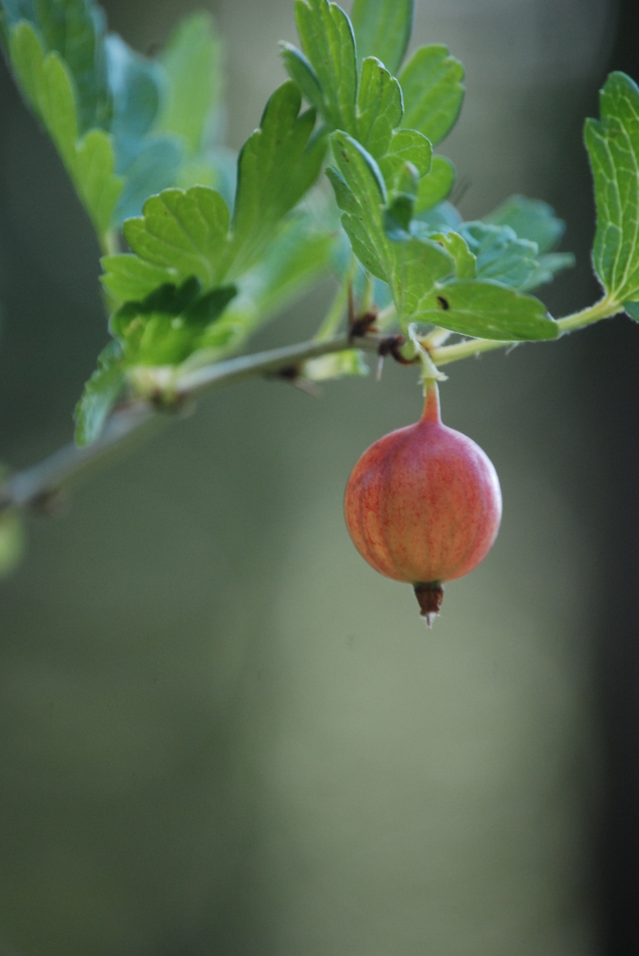 Gooseberry (Ribes uva-crispa) growing on a branch