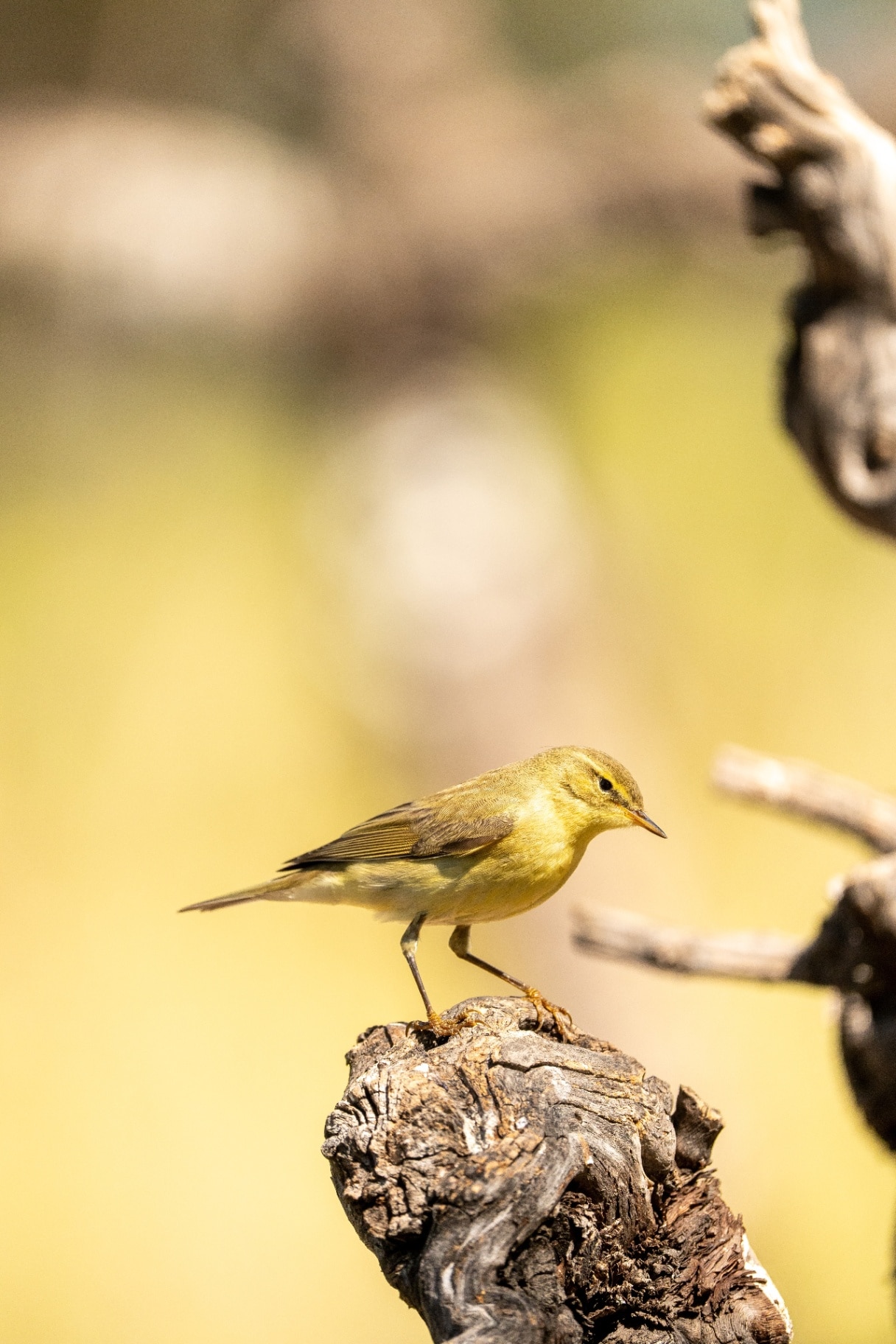 Common chiffchaff (Phylloscopus collybita) 