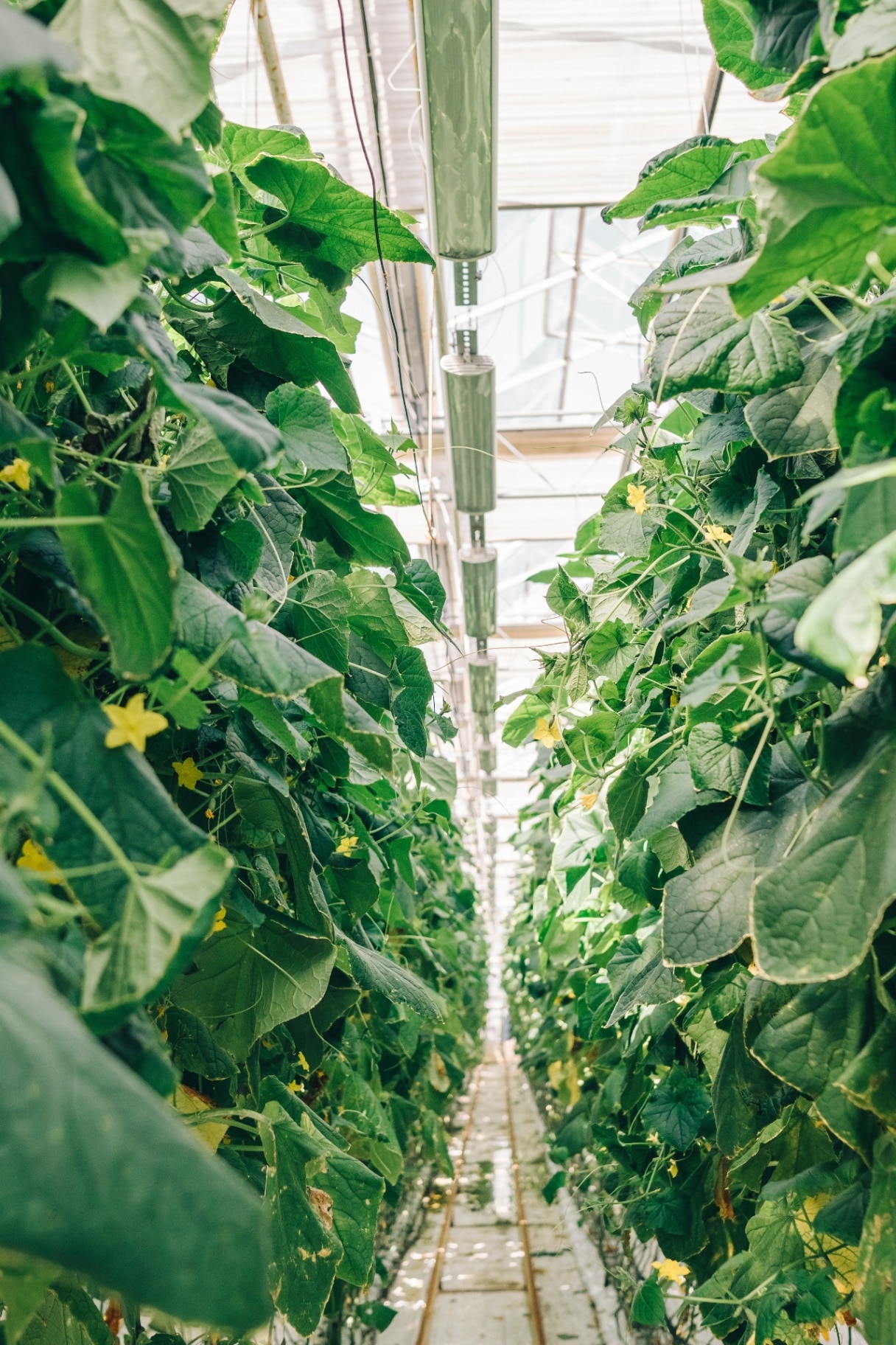Dense leafy cucumber rows with irrigation and flowering support structures