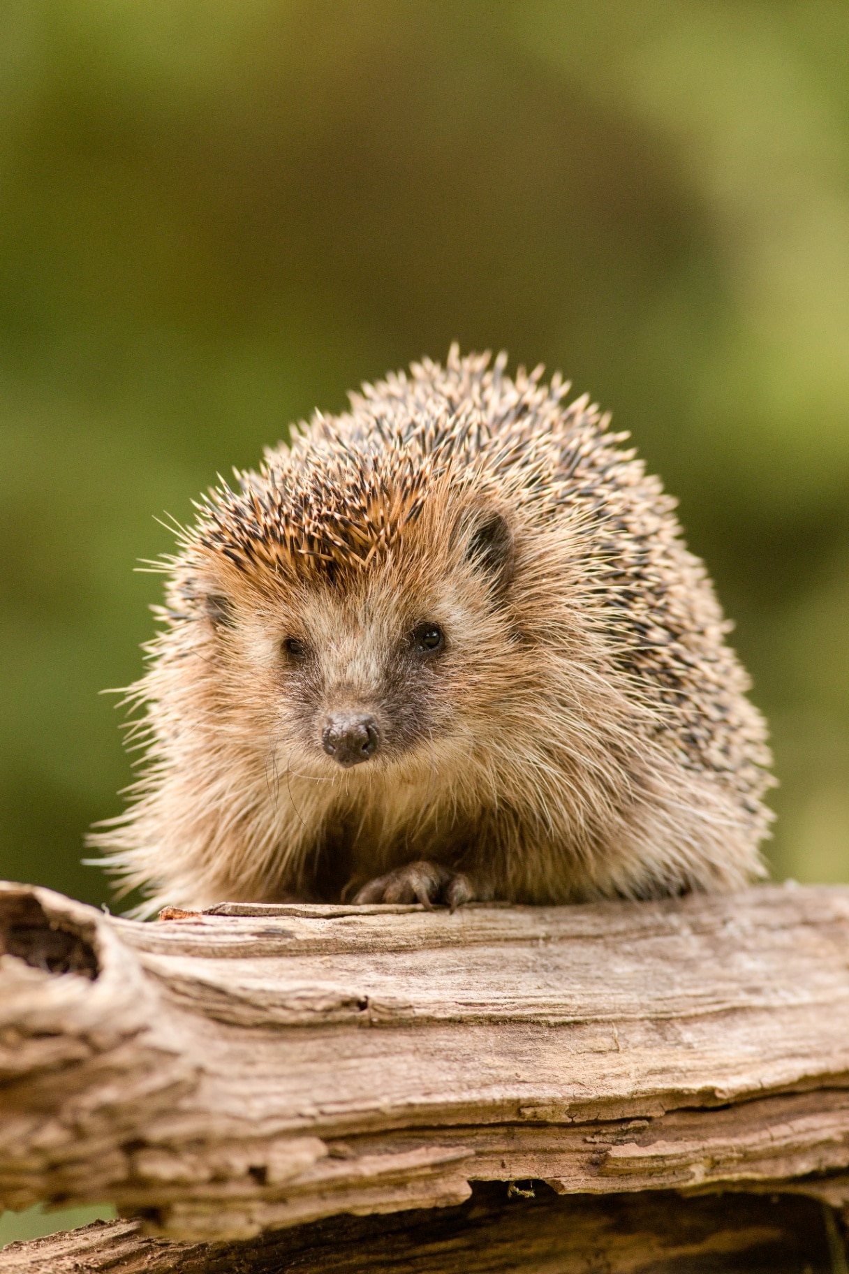 European hedgehog (Erinaceus europaeus) resting on log in natural habitat