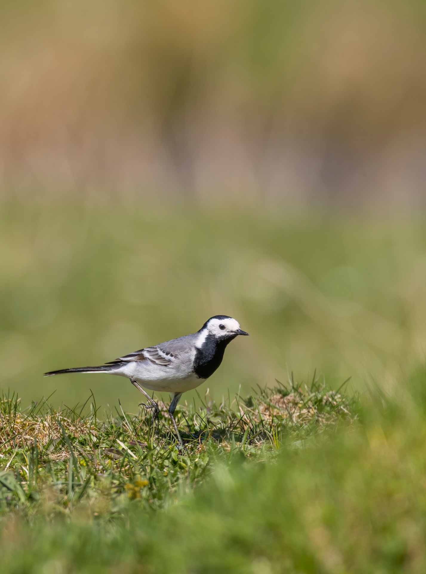 Pied wagtail bird searching for food on green grass in its natural habitat outdoors