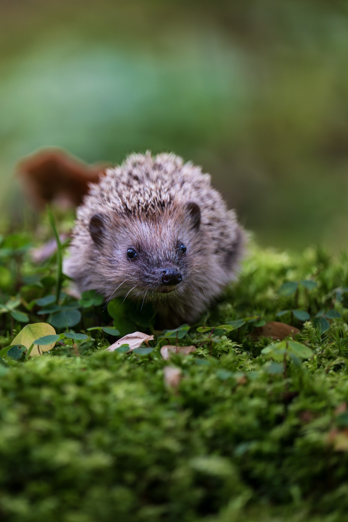 Young hedgehog in natural habitat