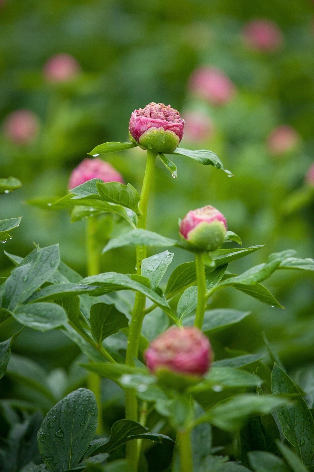 Paeonia itoh (Itoh Peony) — close-up of pink peony buds with fresh green foliage