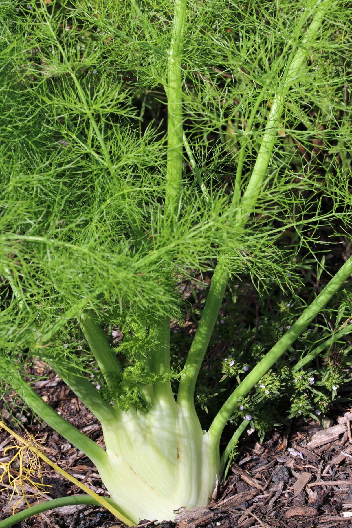 Florence bulb fennel, Foeniculum vulgare variety Victorio, in close up with a blurred background of woodchip mulch.