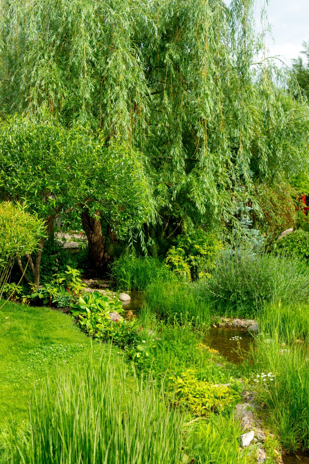Garden landscape. Various decorative trees, shrubs, plants by the stream in the summer garden.