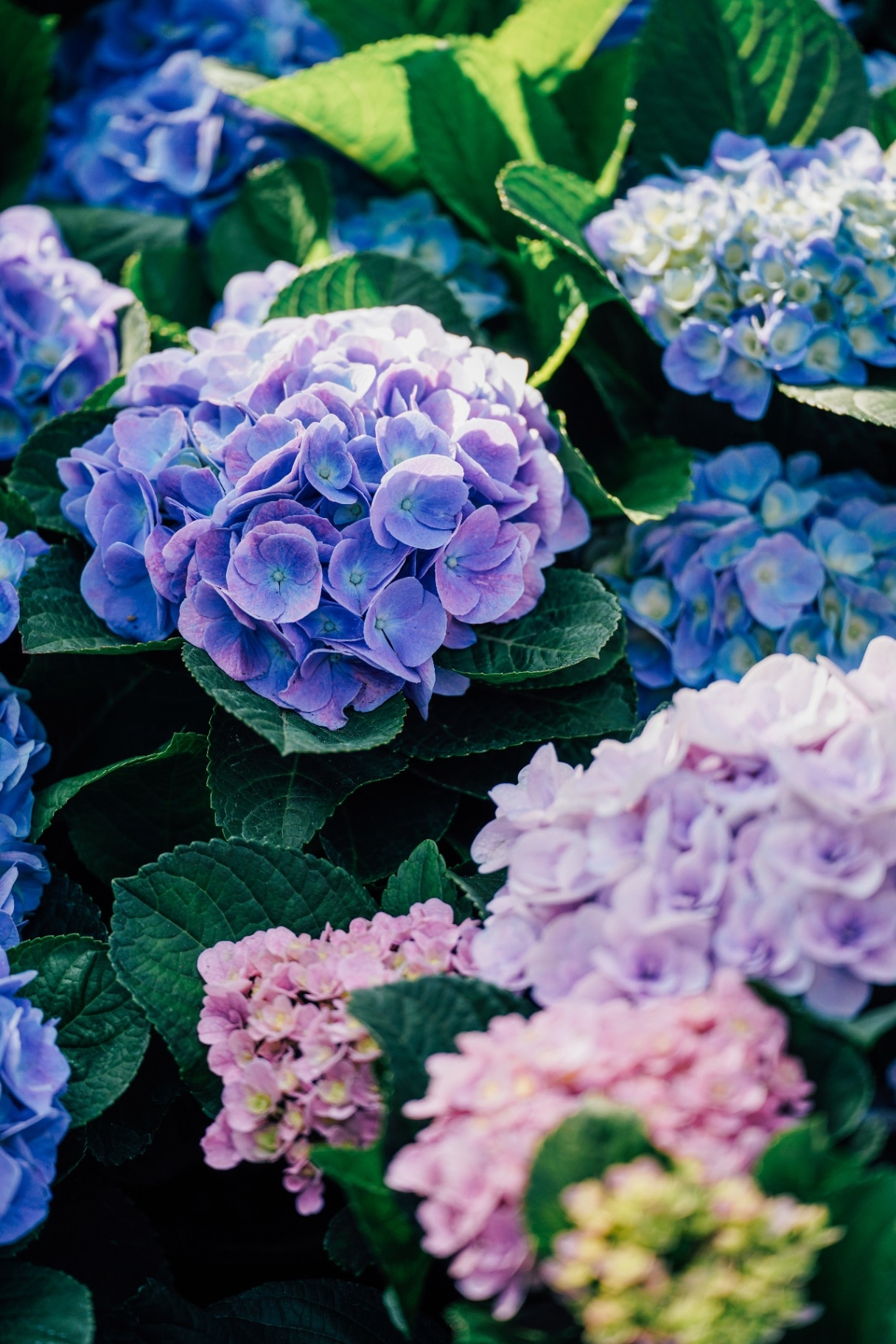 close-up of colorful Hydrangea macrophylla