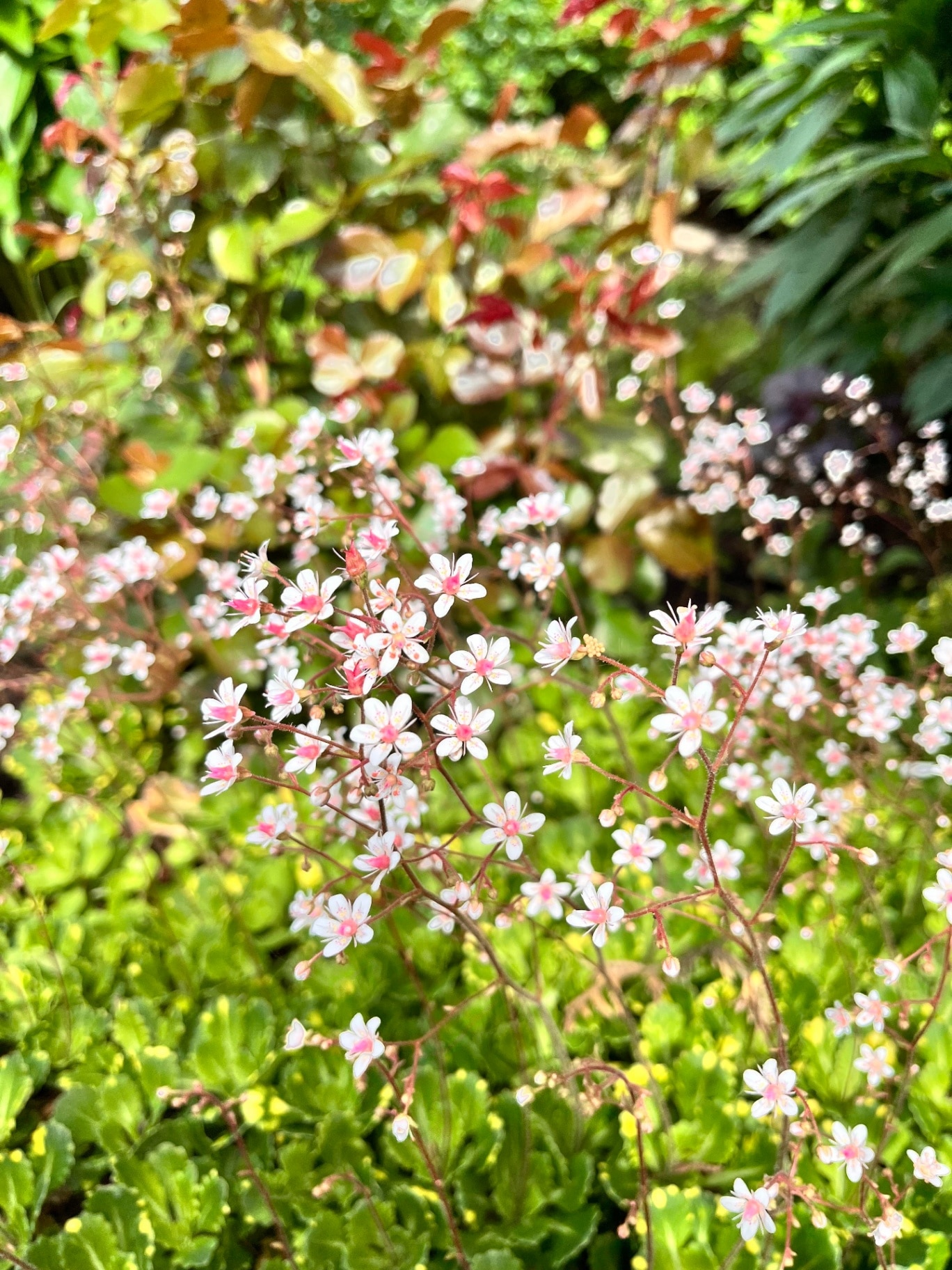 Blooming Saxifraga urbium Variegata with white and pink inflorescences in lush summer garden.Flowers for rockeries and rock gardens.London pride flowers.Flower background.