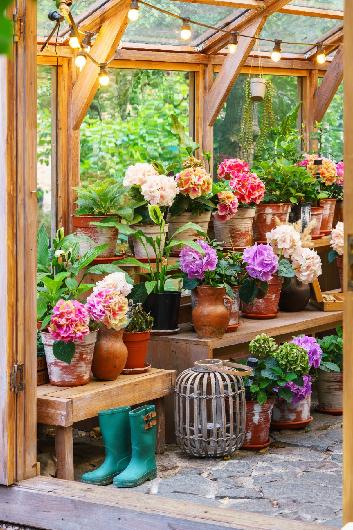 Charming wooden greenhouse with blooming potted hydrangeas and vibrant green plants, surrounded by summer foliage, under string lights in backyard garden background. Plant breeding, gardening hobby