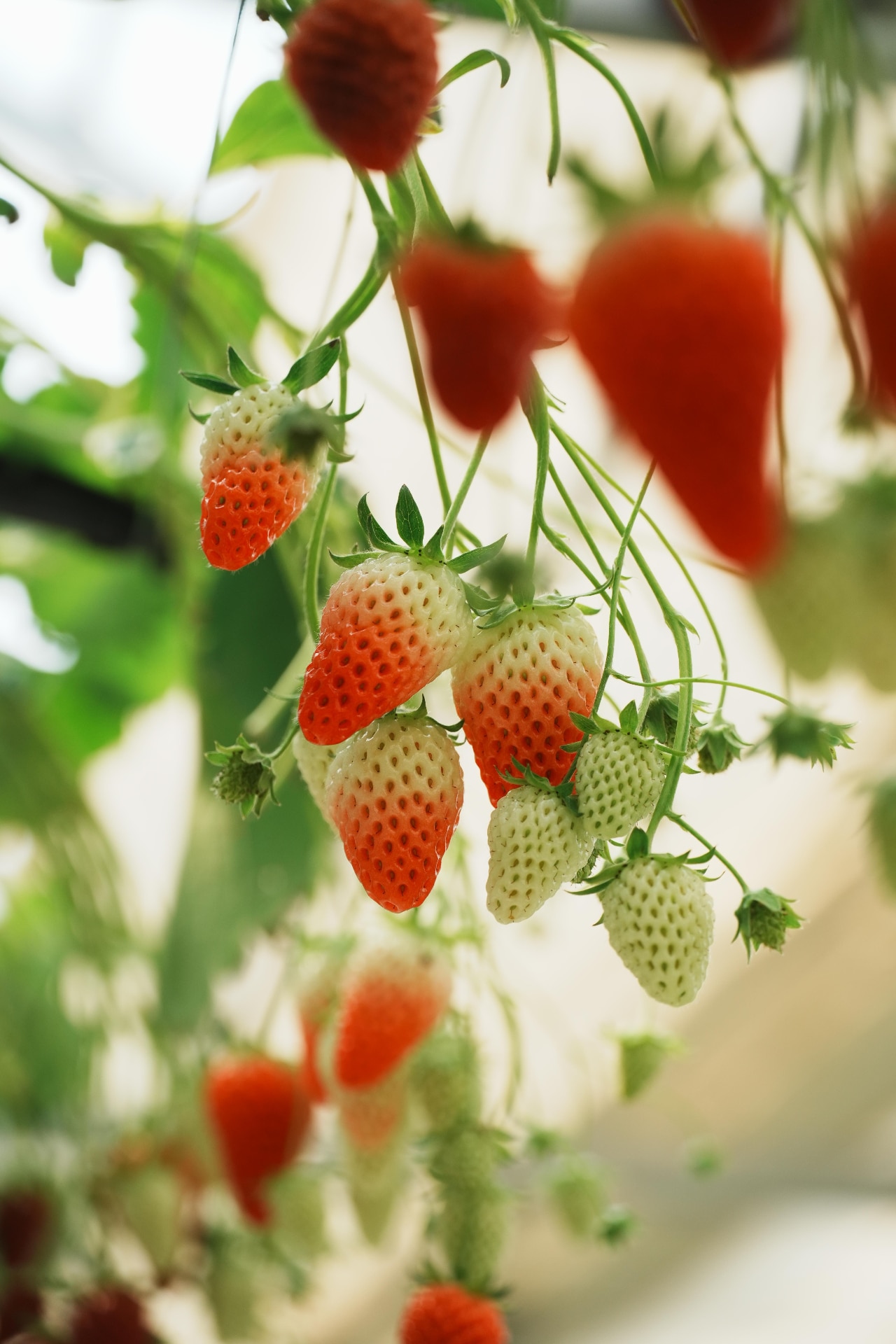 Fresh ripe strawberries growing in a greenhouse