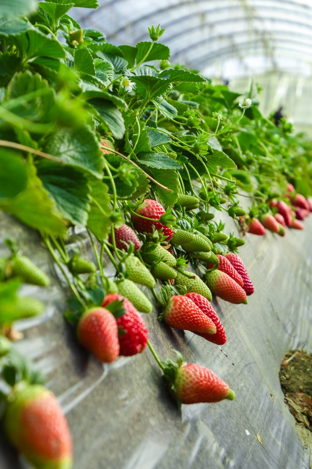 Strawberry field, green strawberry plant in greenhouses