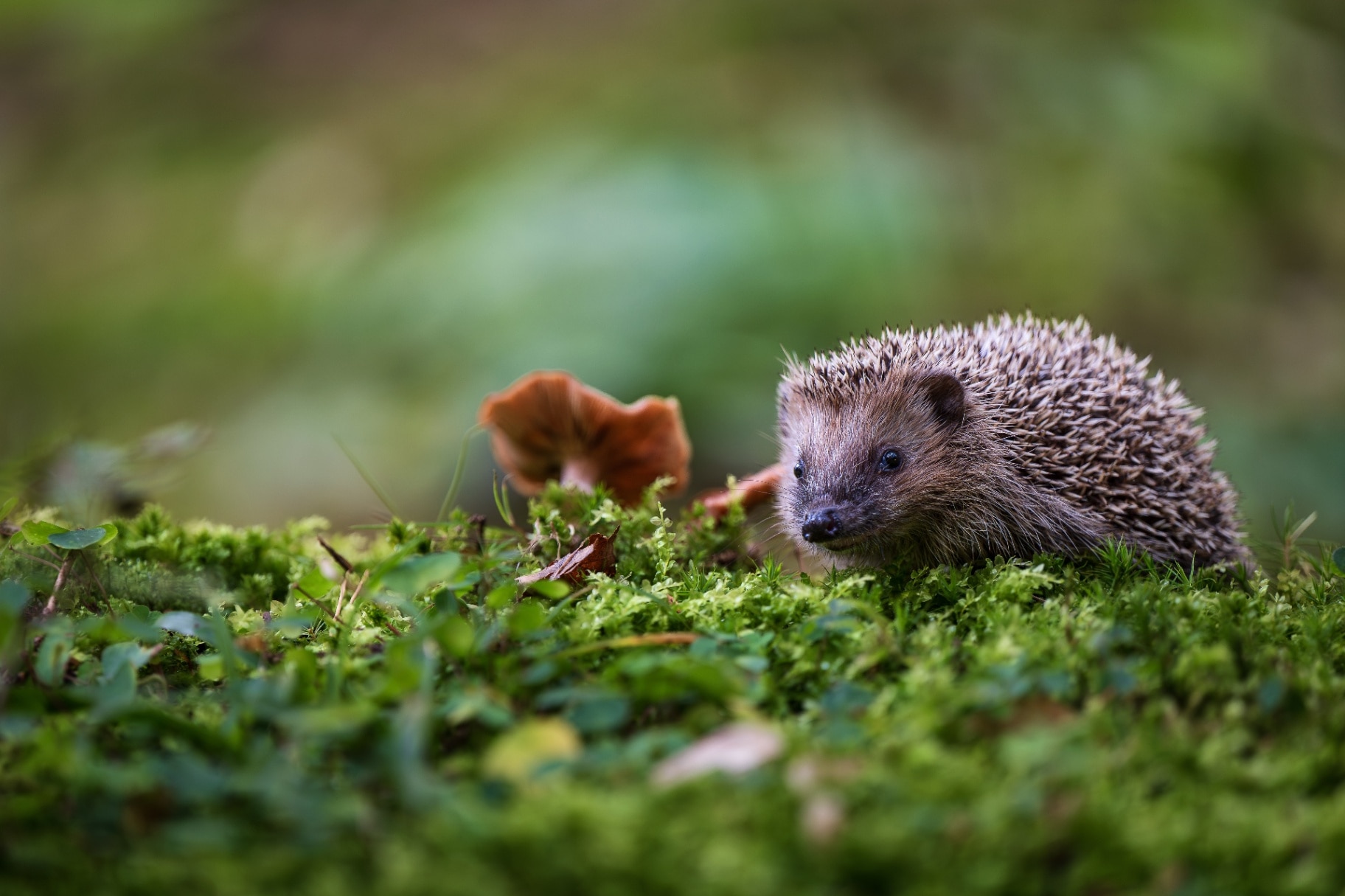 European hedgehog (Erinaceus europaeus) walking on green moss in a natural forest habitat