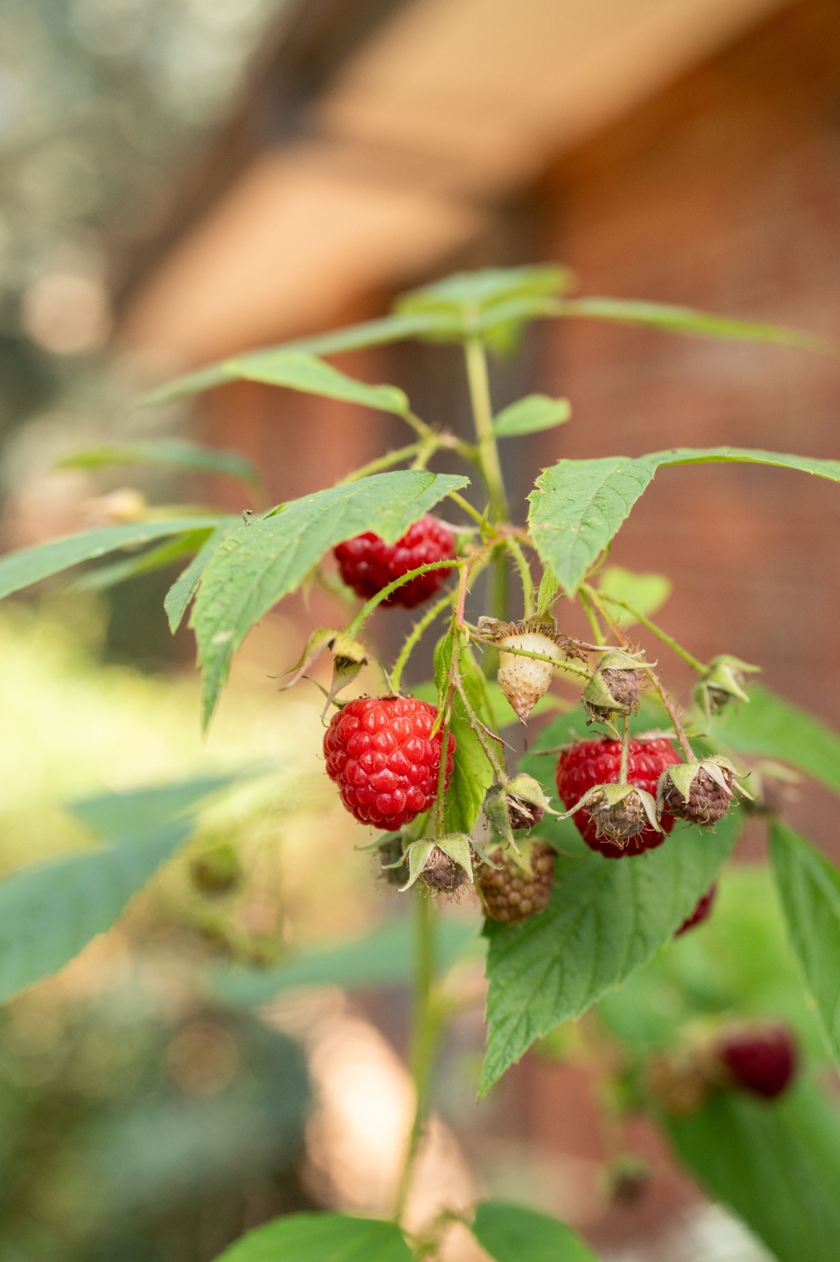 fresh raspberry on a branch	