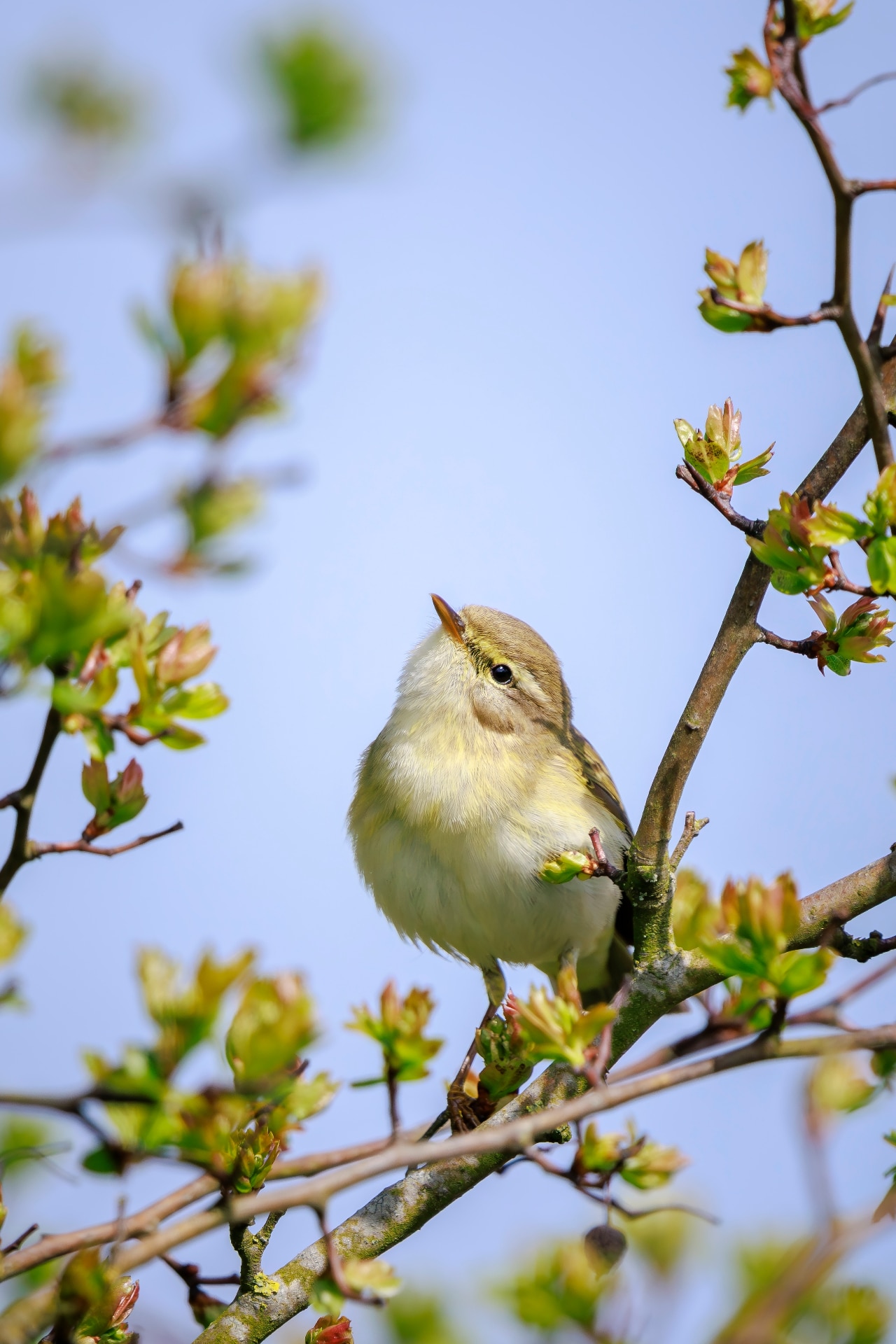 Close-up of a Willow warbler bird, Phylloscopus trochilus, singing on a beautiful summer evening with soft backlight on a green vibrant background