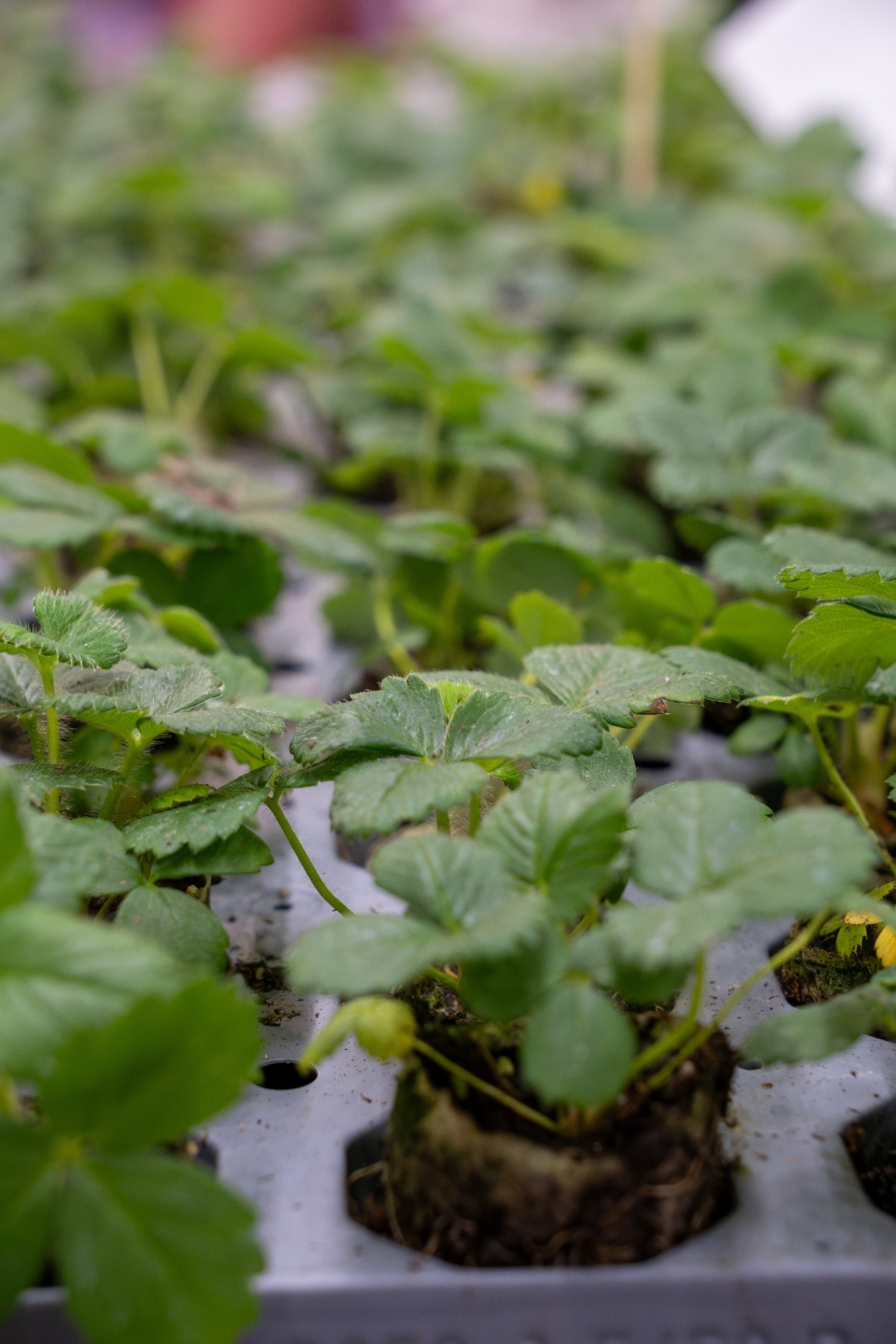 rows of young strawberry plants in grow plugs