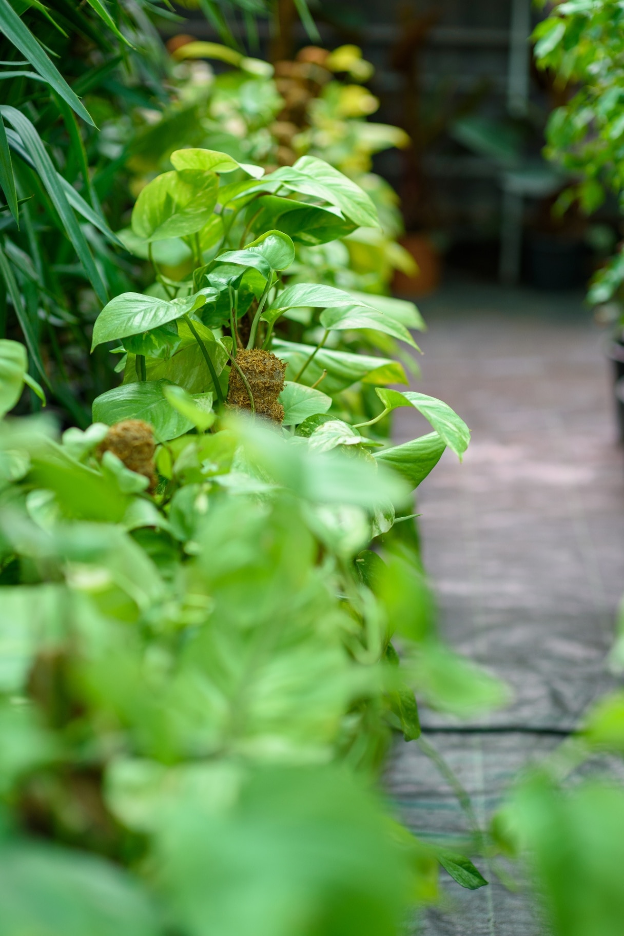 Interior of a greenhouse with many lush green leafy houseplants, nursery walkway, foliage and garden cultivation setting.