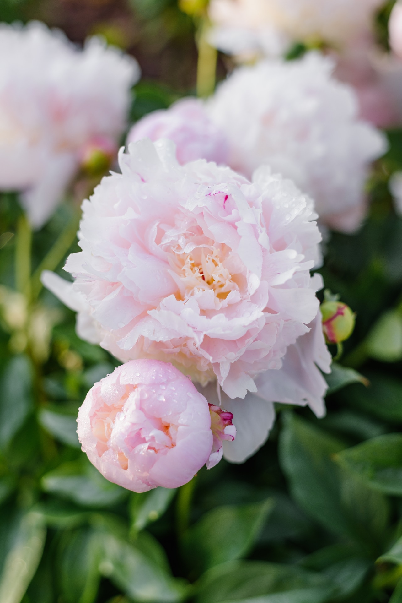 Shot of lush pink peony flower Angel Cheeks with water drops and buds in garden.