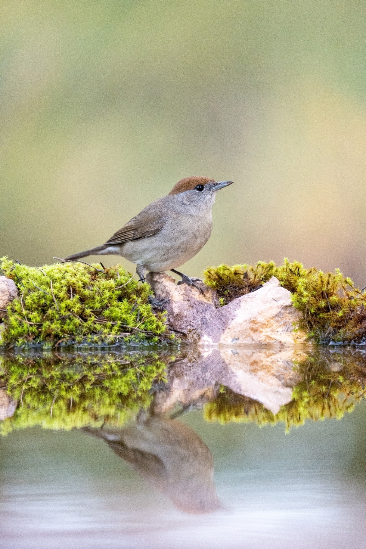 Blackcap (Sylvia atricapilla) by lake 