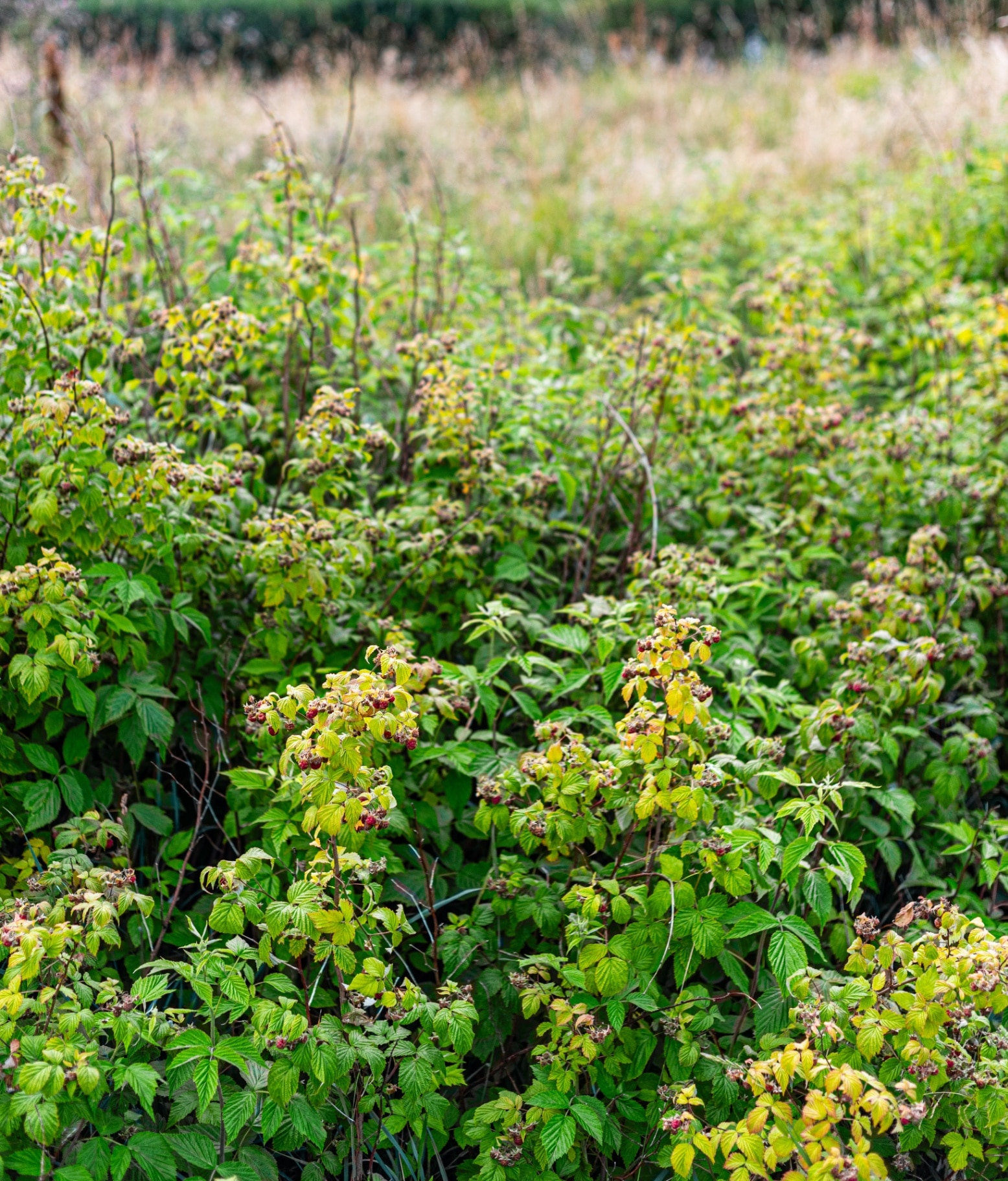 Overgrown raspberry bushes in rural meadow landscape