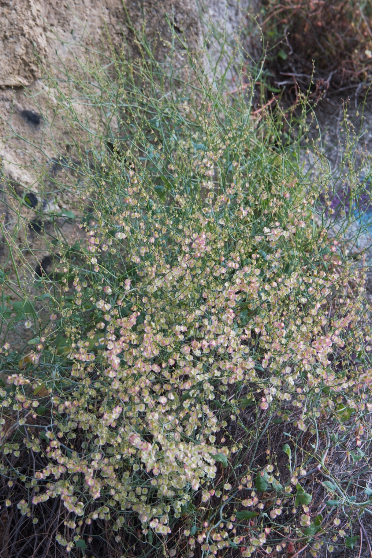 french sorrel plant in bloom