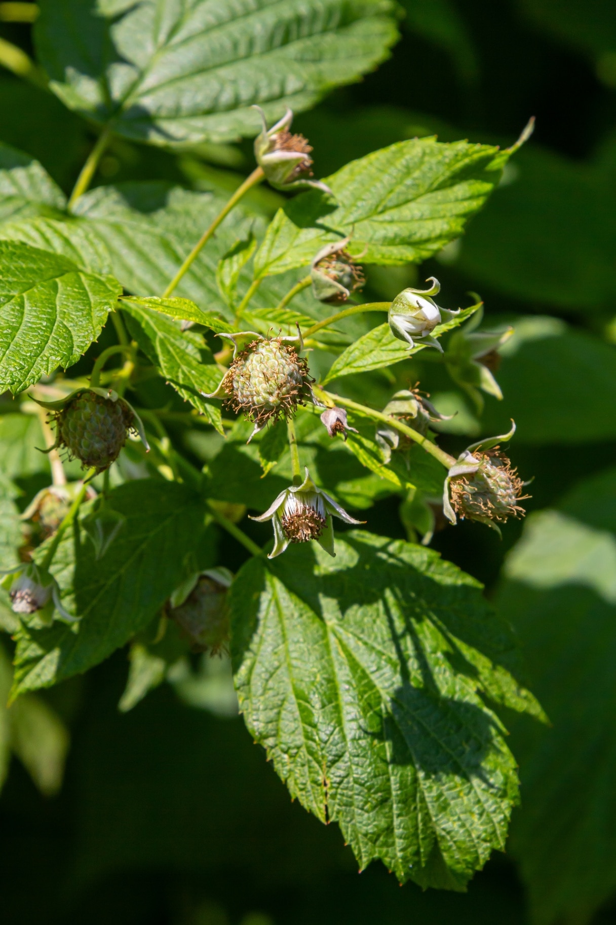 Ripe red raspberries on the branches of a bush. A raspberry patch in the garden.