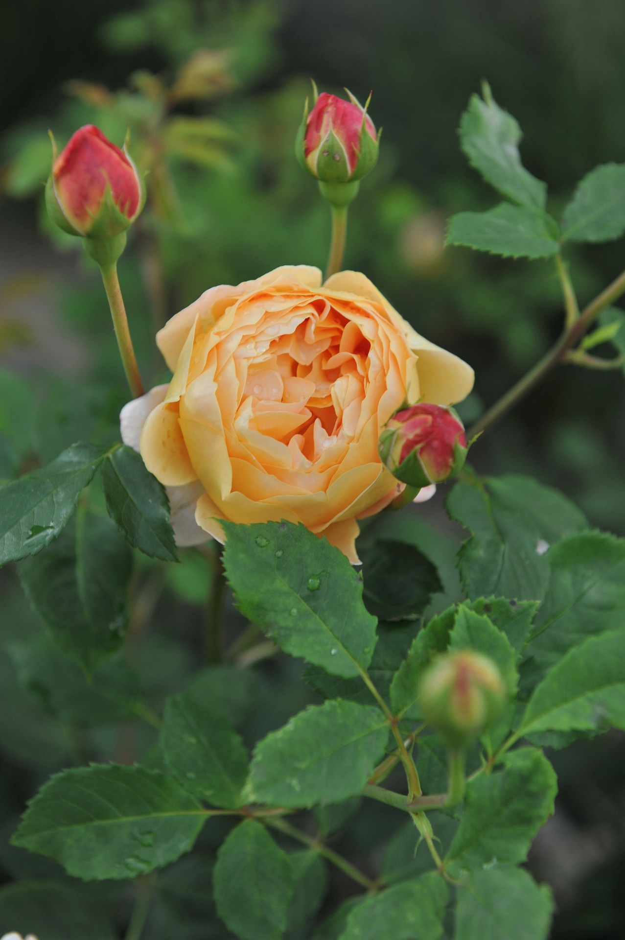 Yellow shrub rose (Rosa) Golden Celebration blooms in a garden in June