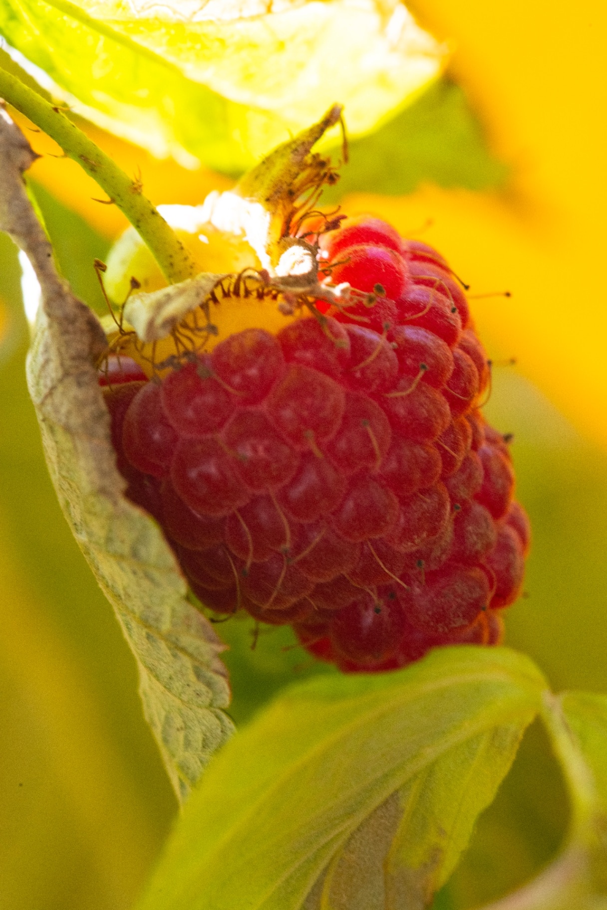 Close-up of ripe red raspberries growing on a raspberry bush in bright summer sunlight. 