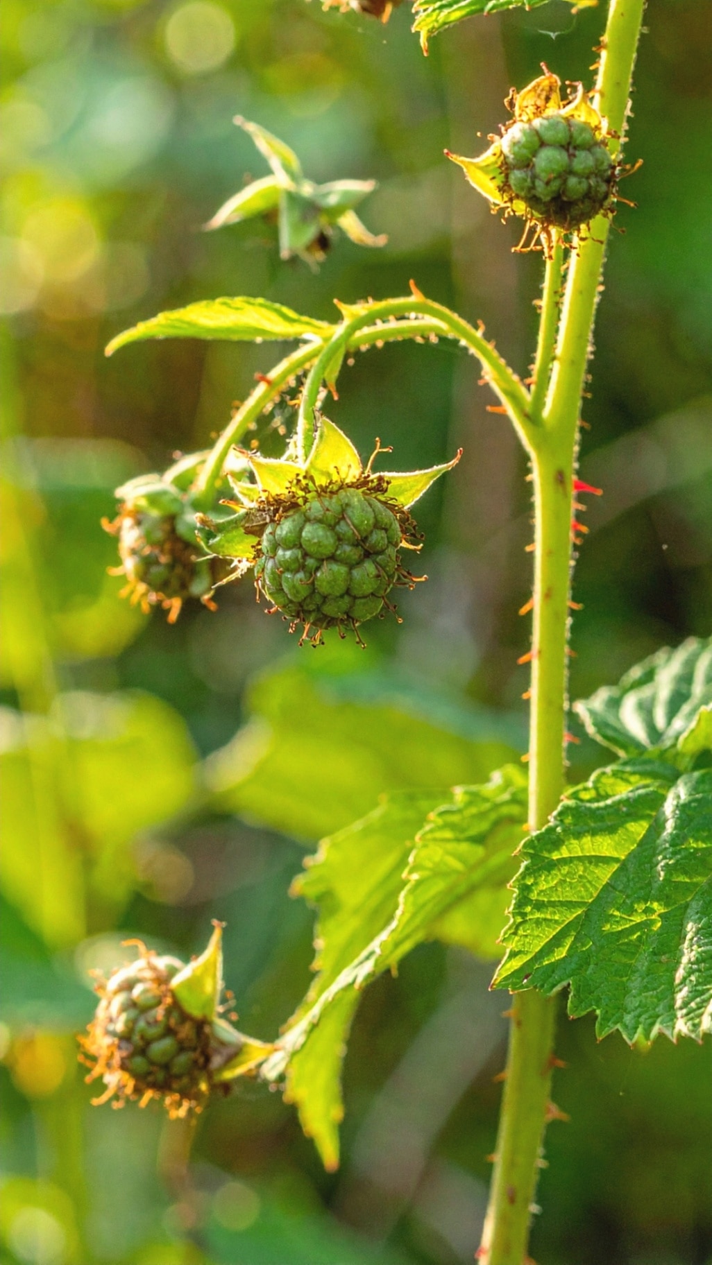 Wild raspberry canes with green unripe berries and thorny stems in a sun-dappled woodland edge