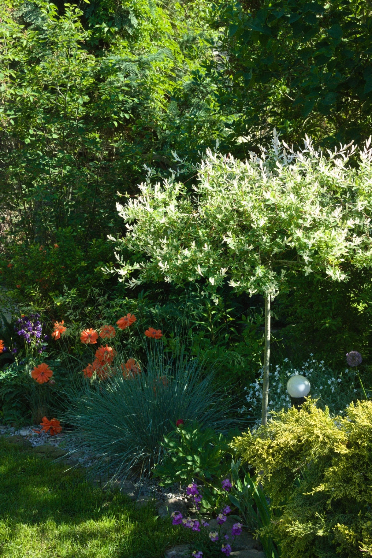 Small garden in a residential area. Hakuro tree and poppy seed flowers among other plants.