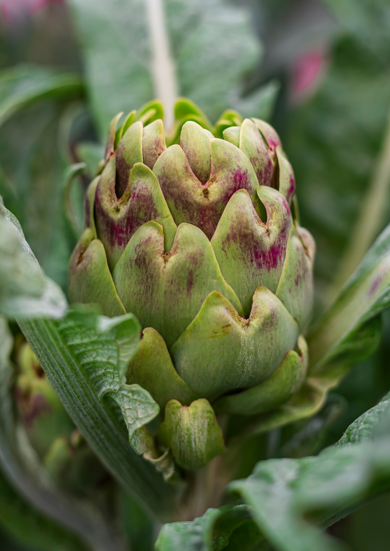 Unopened large lush globe green artichoke