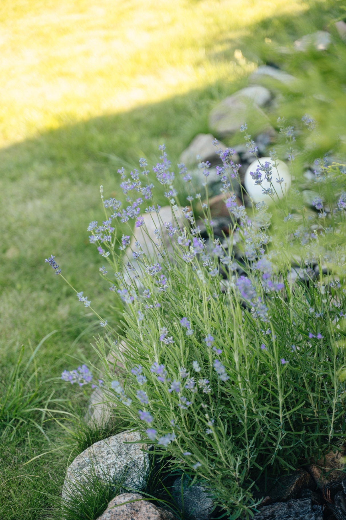 Beautiful blooming purple lavender bushes growing in a cozy backyard garden lawn, summer landscaping concept. High quality photo