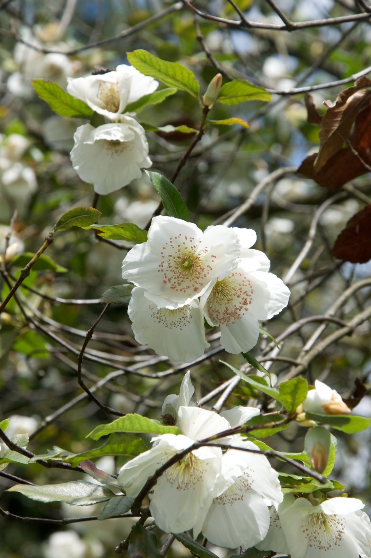 The white flowers of the Eucryphia x nymansensis (Nymansay) August, Surrey England