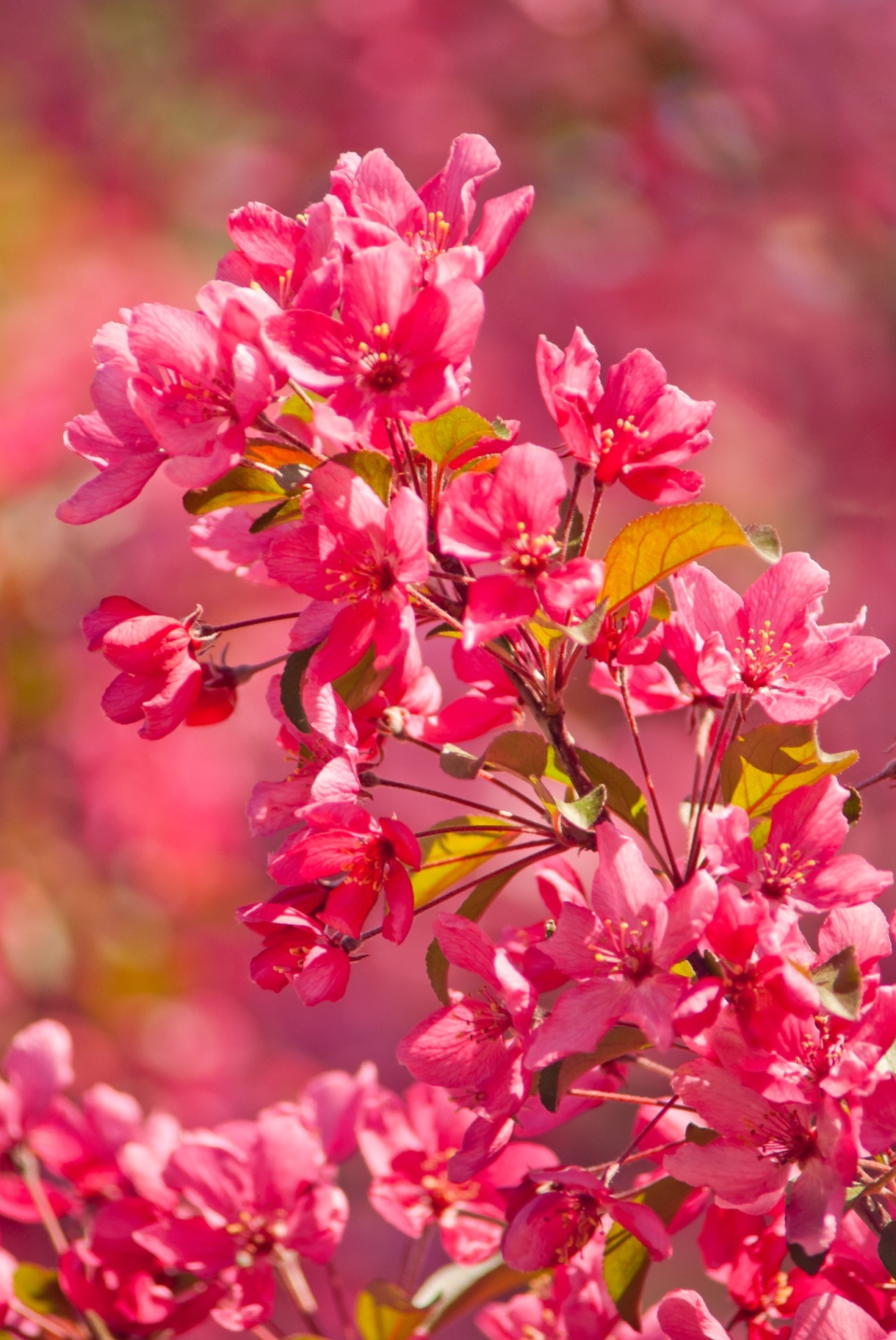 Malus ‘Royal Beauty’ 