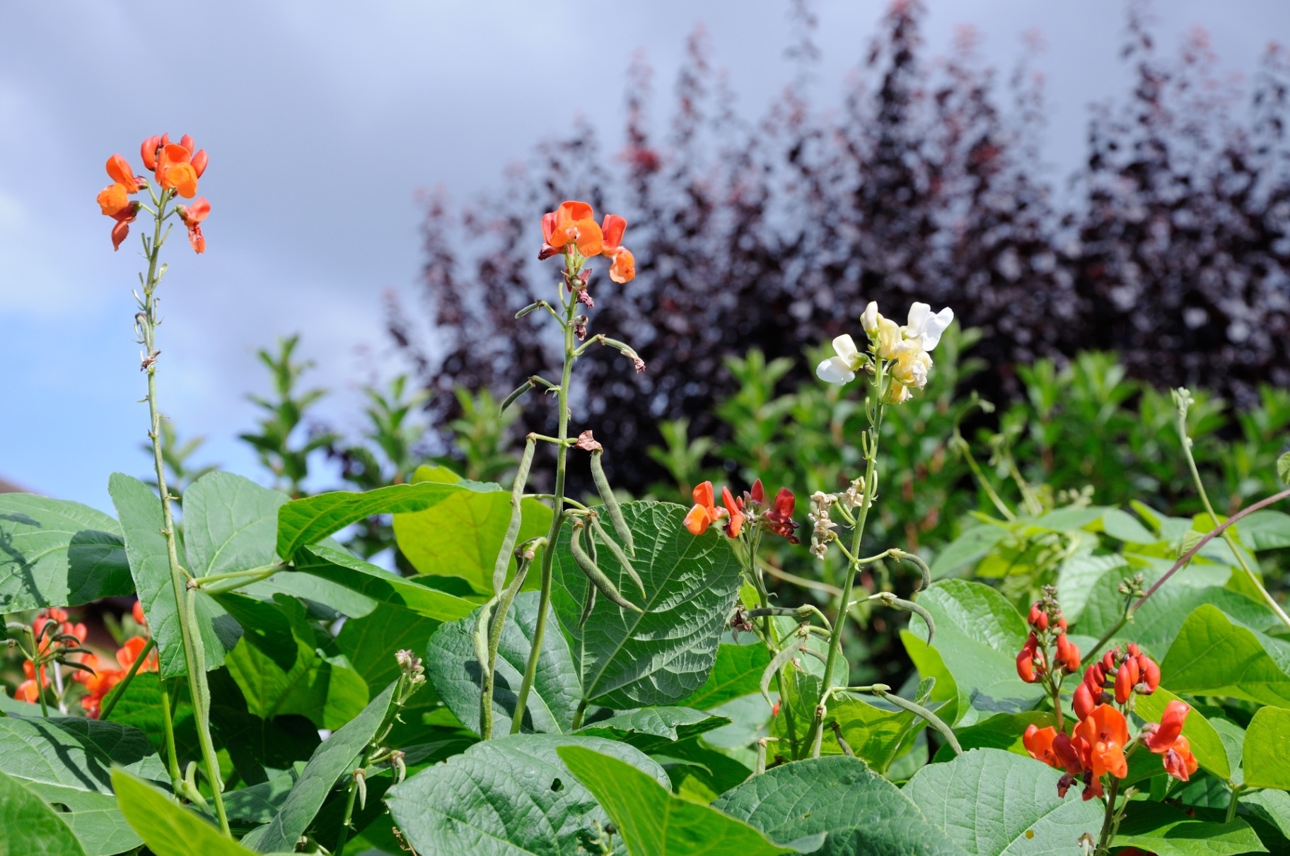 Runner bean ‘Scarlet Emperor’