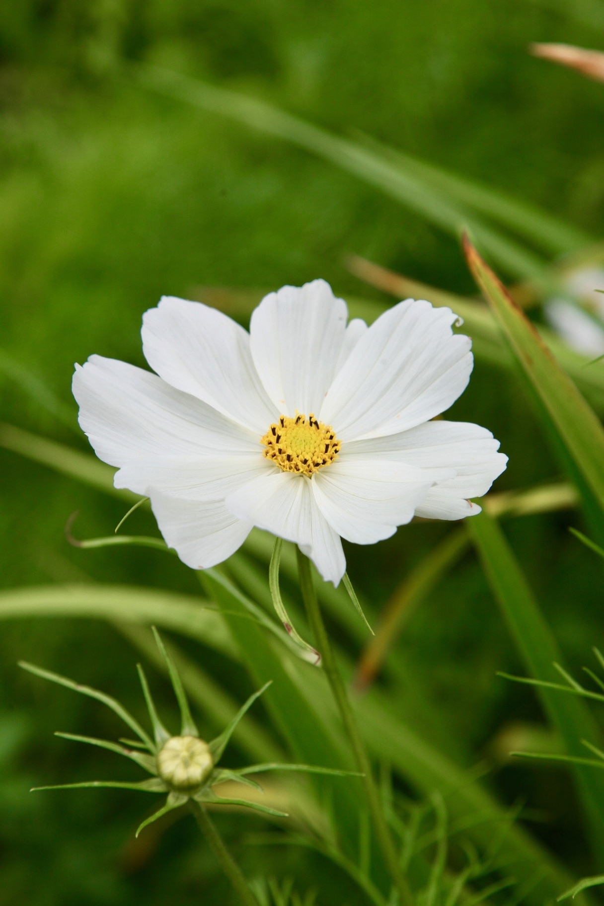 Cosmos bipinnatus 'Purity'