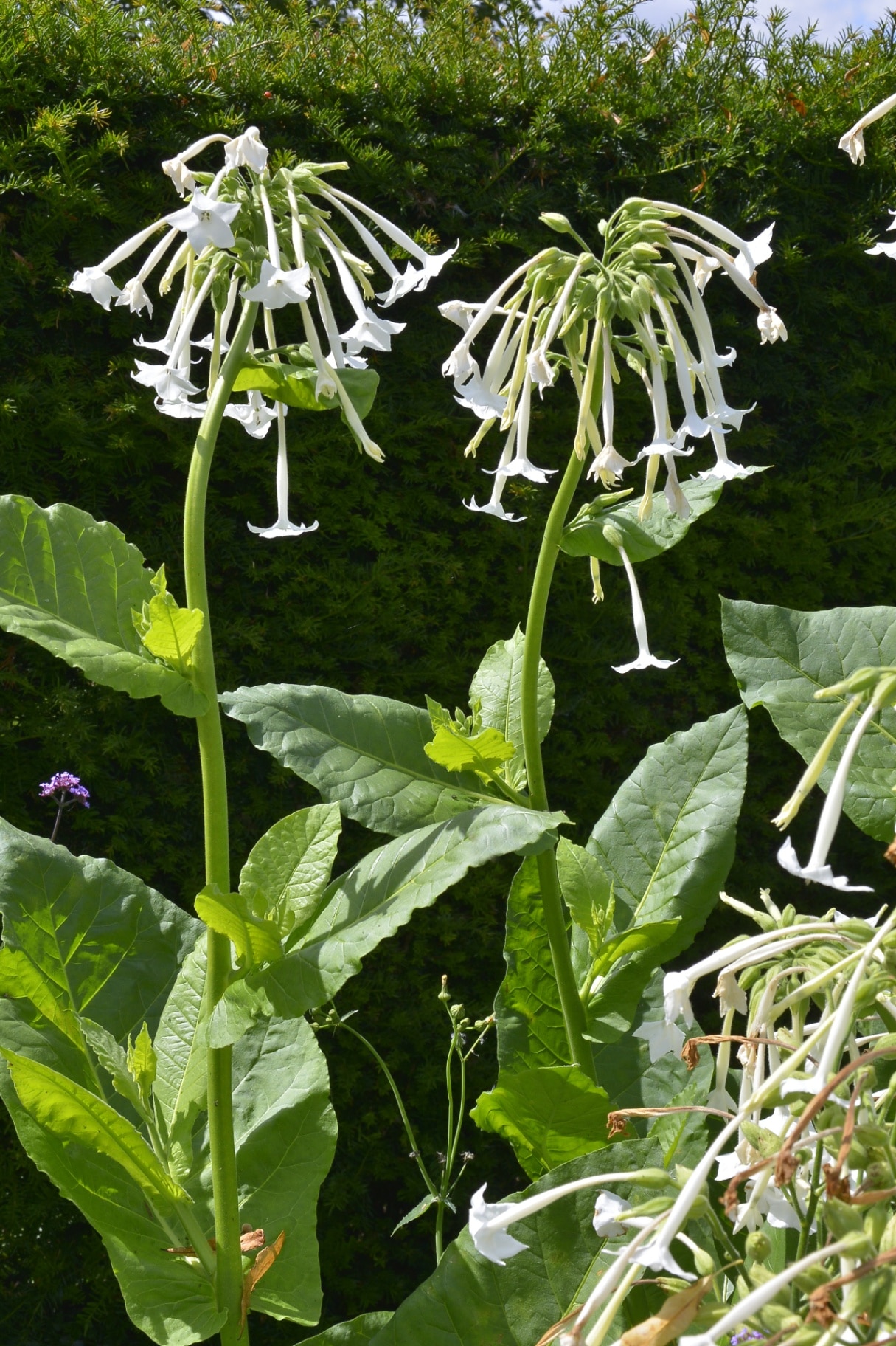 Close up in a garden flower border of Nicotiana sylvestris the Tobacco plant