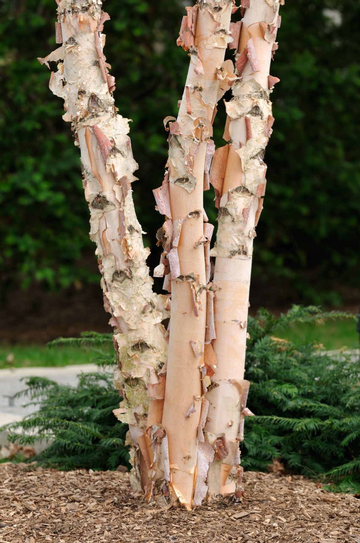 Betula nigra trunk with bark 