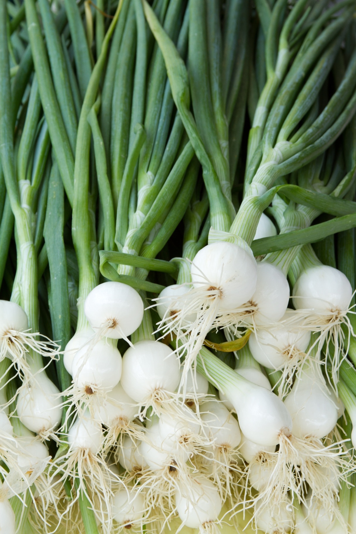 Fresh Onions