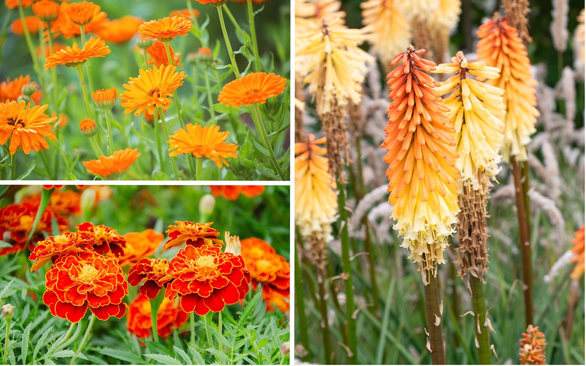 orange flowers
