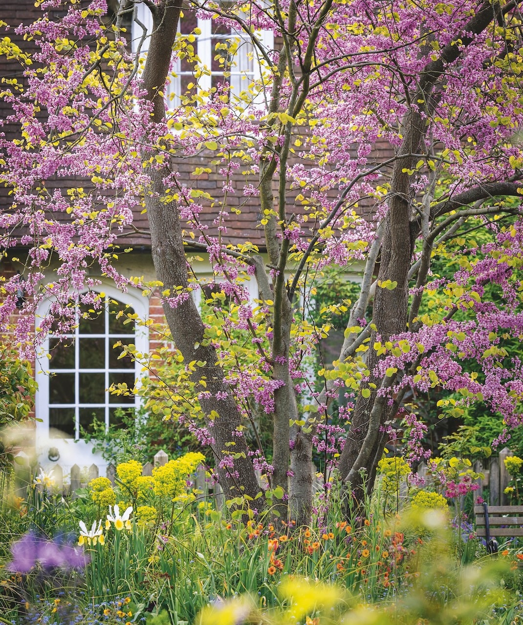Orange geums and zesty euphorbia with Iris x hollandica ‘Apollo’ at 