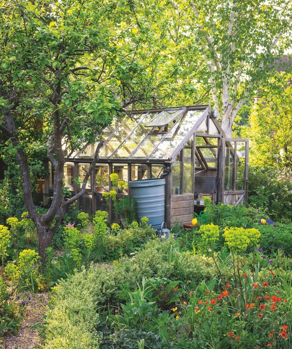 Sue Martin's greenhouse looks out onto a gravelled area where euphorbia has seeded itself around an informal parterre.