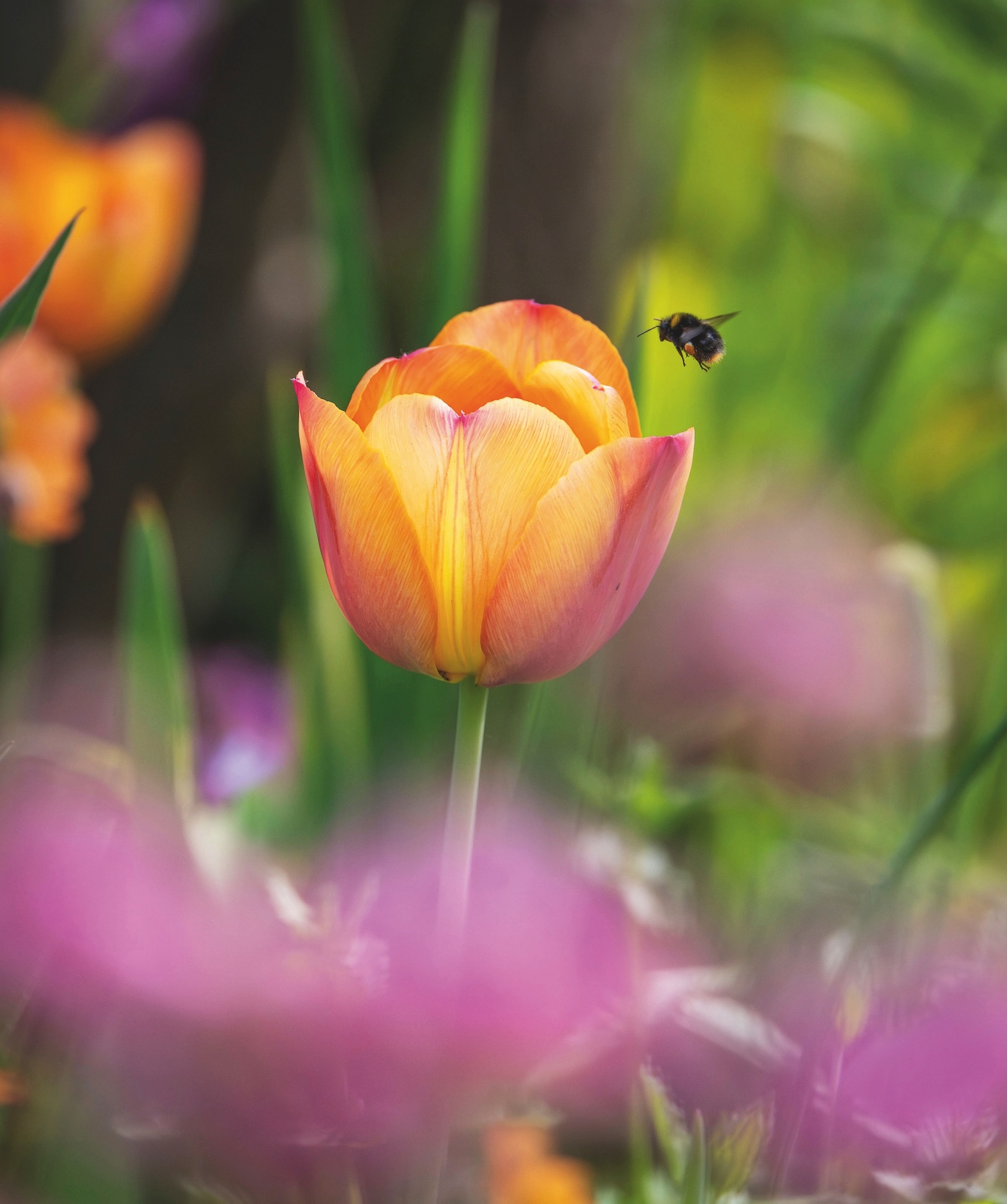 Tulipa ‘Beauty of Apeldoorn’ is visited by a bumblebee.