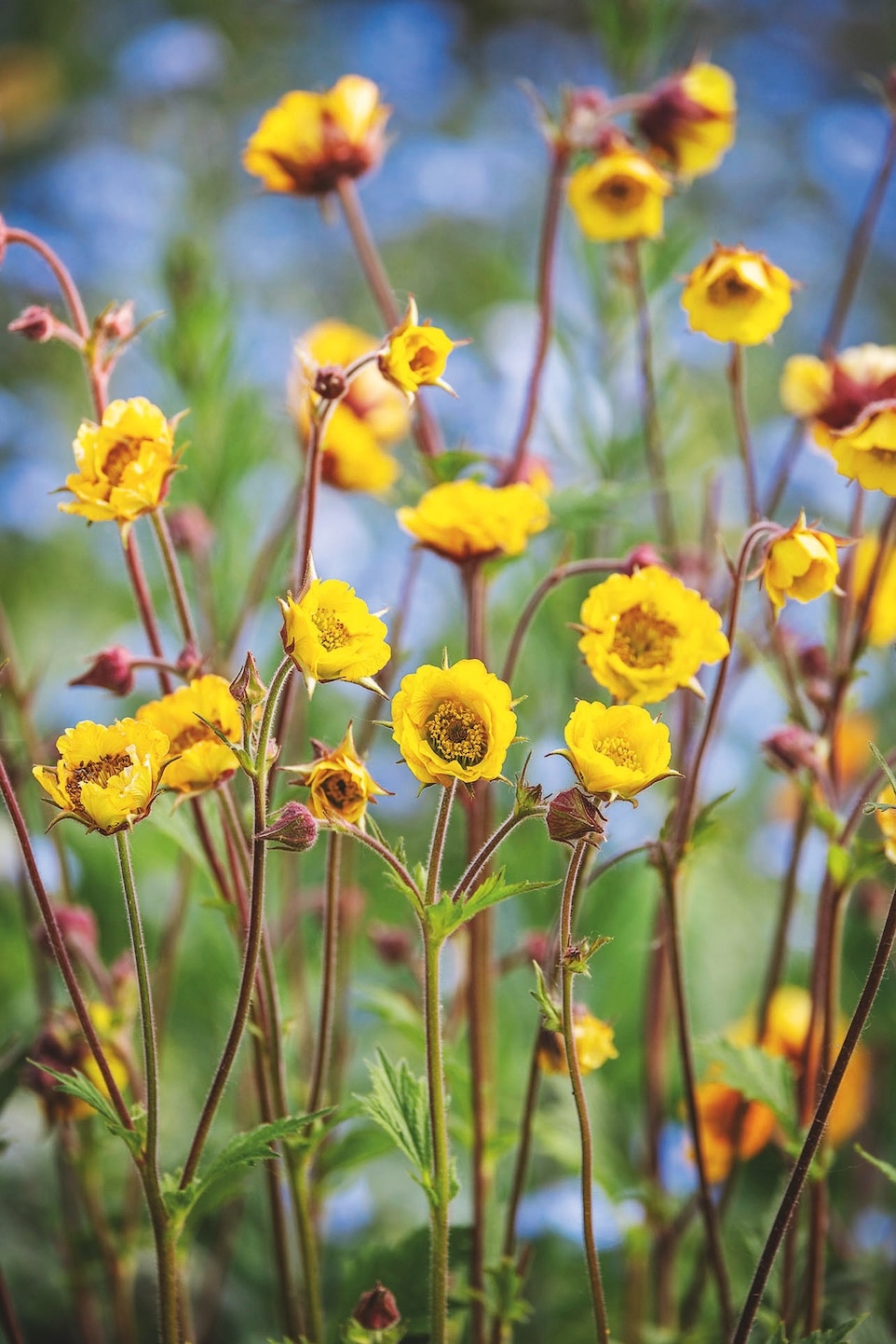 Cheerful sunshine-yellow Geum ‘El Wano’.