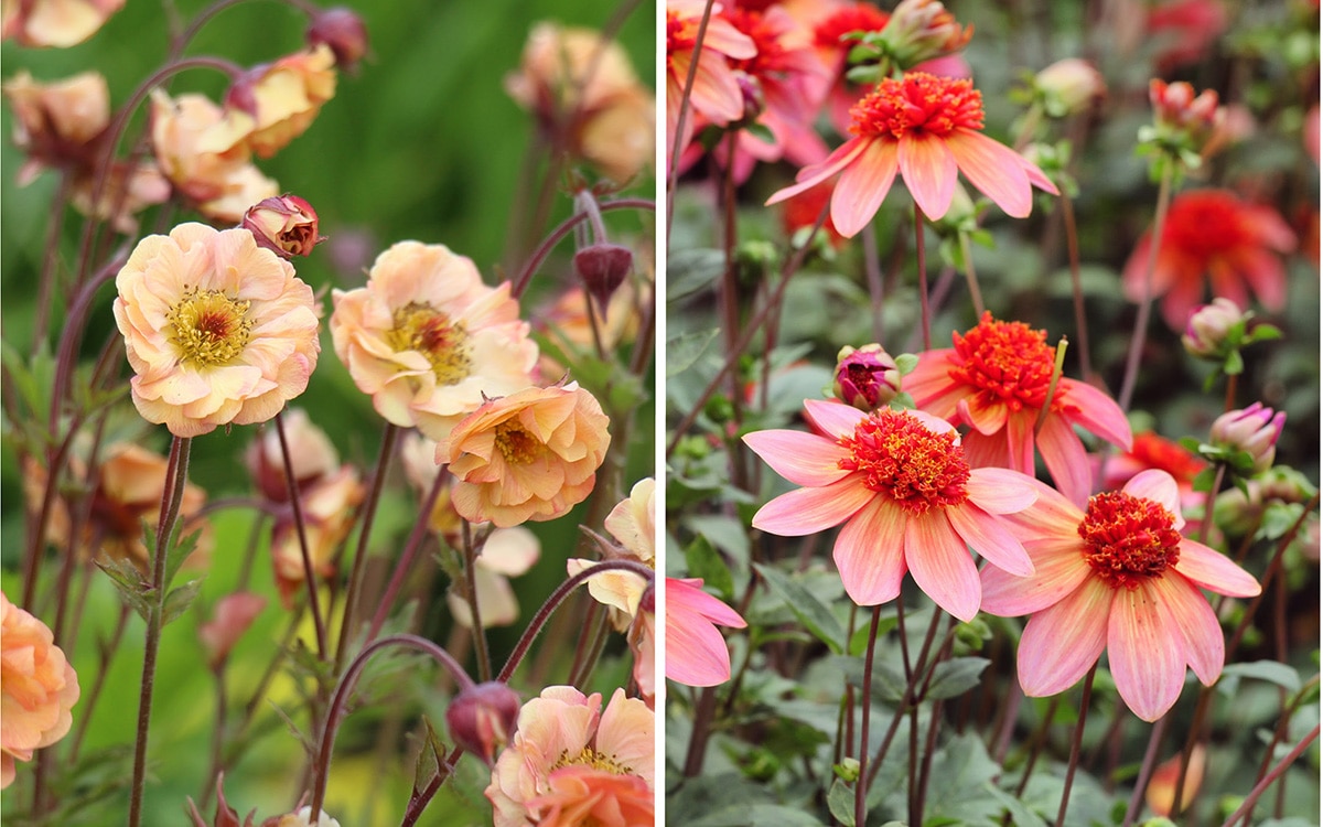 peach and coral flowers