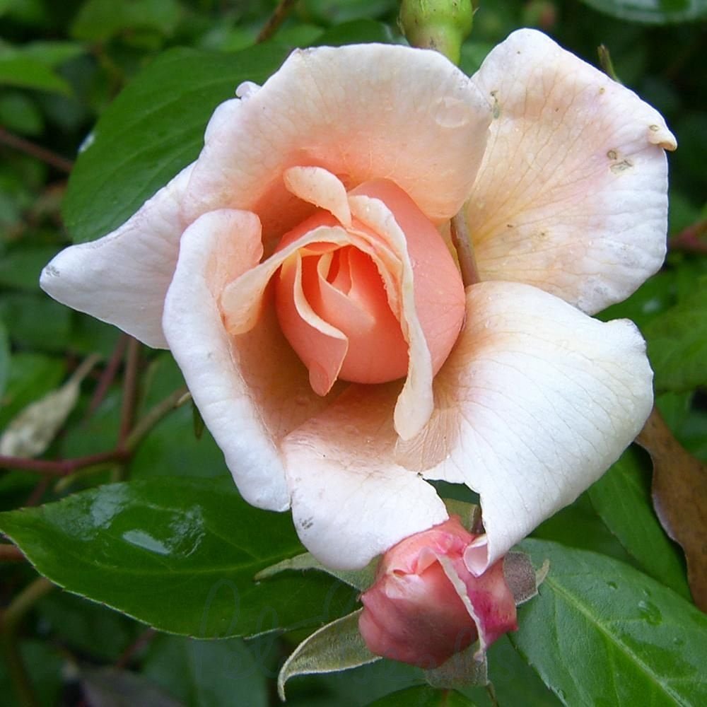 Rosa ‘Perle d’Or’ 