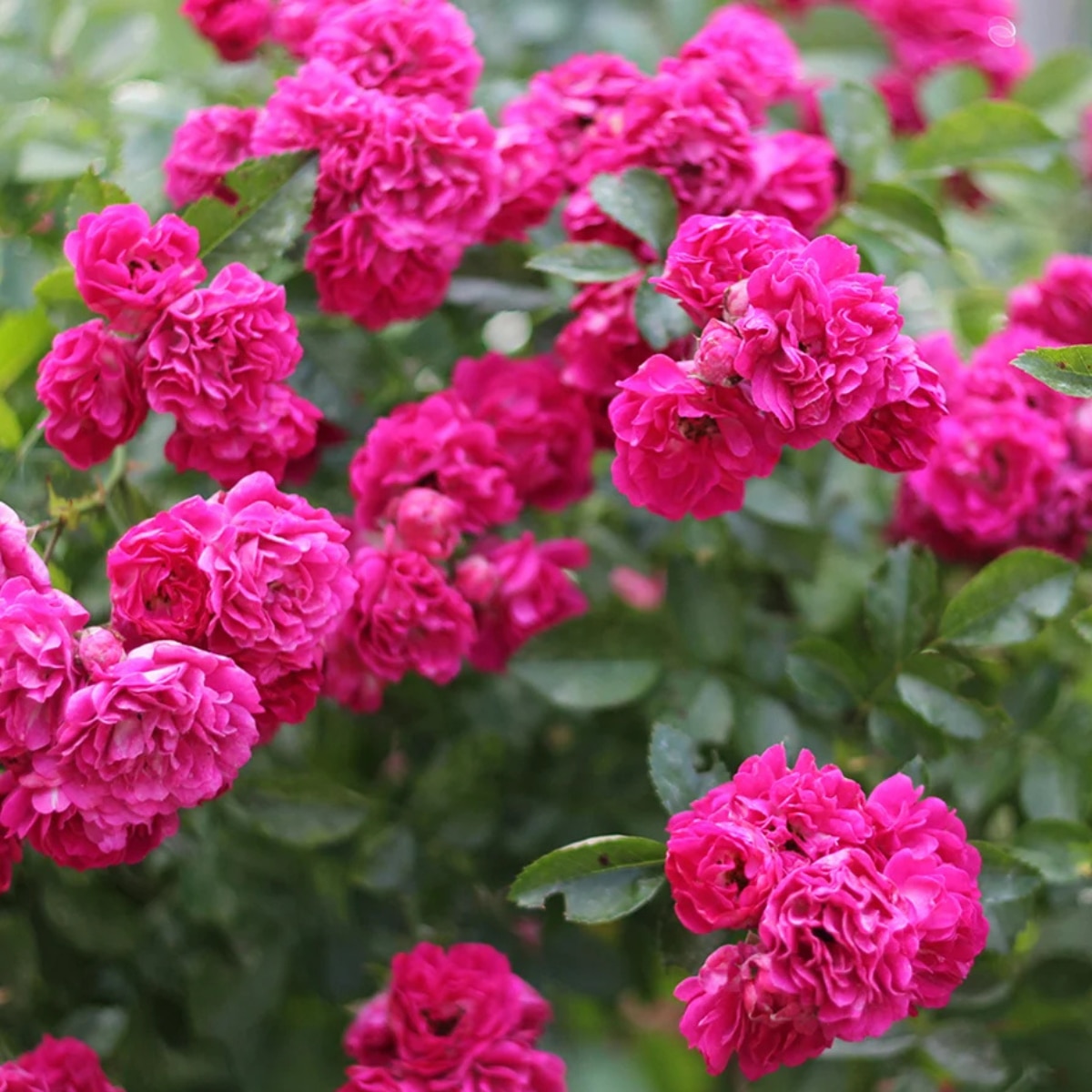 pink Climbing Bourbon rose