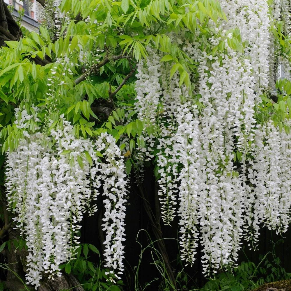 Wisteria floribunda f. alba ‘Shiro-noda’