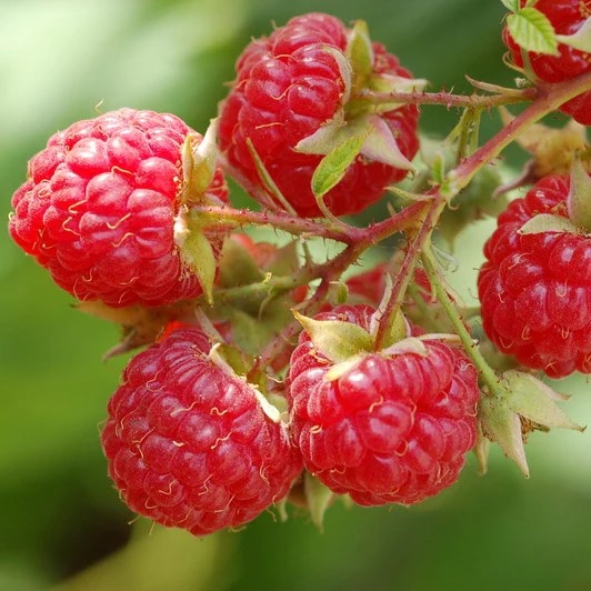 raspberry 'Glen Ample'