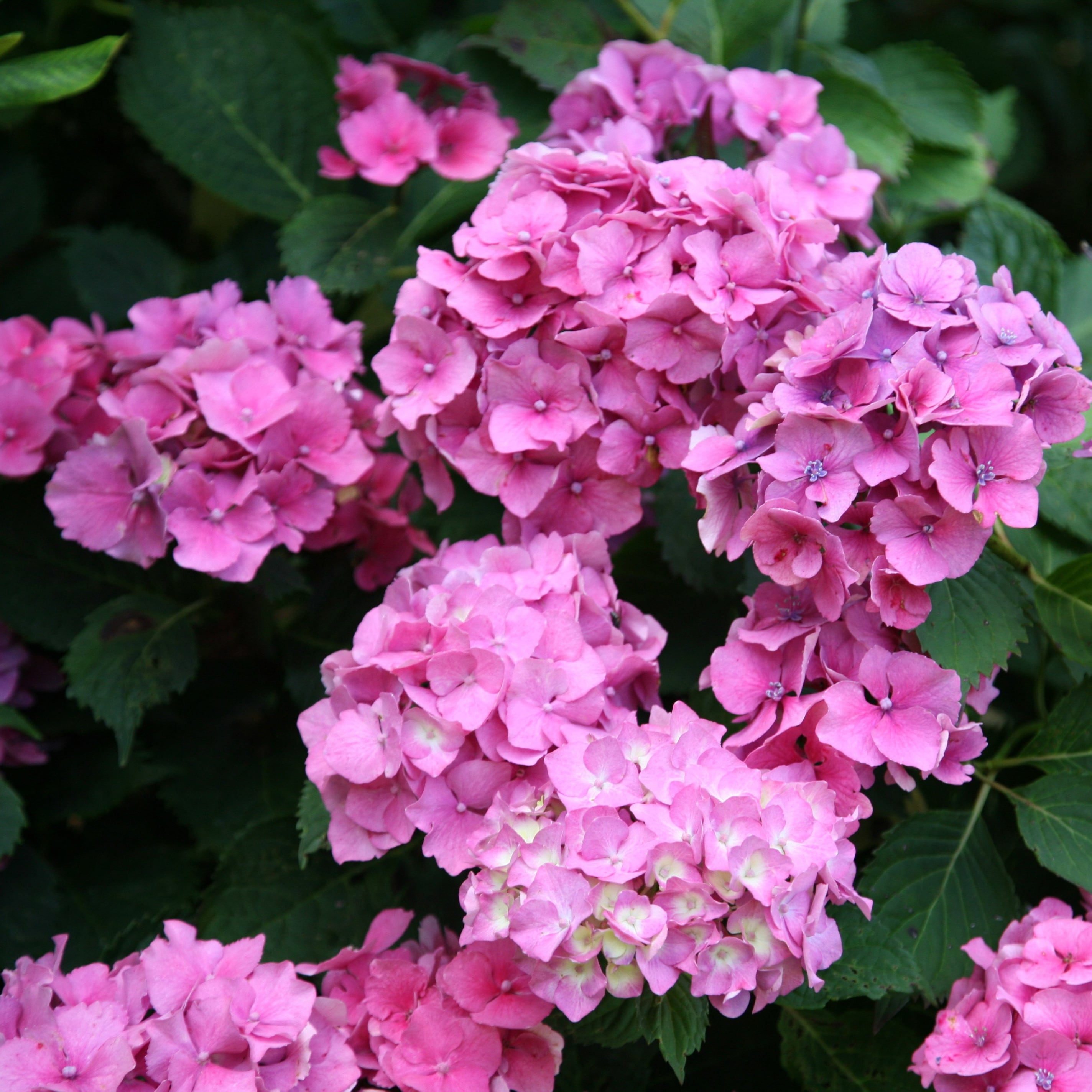 Hydrangea macrophylla 'Altona'
