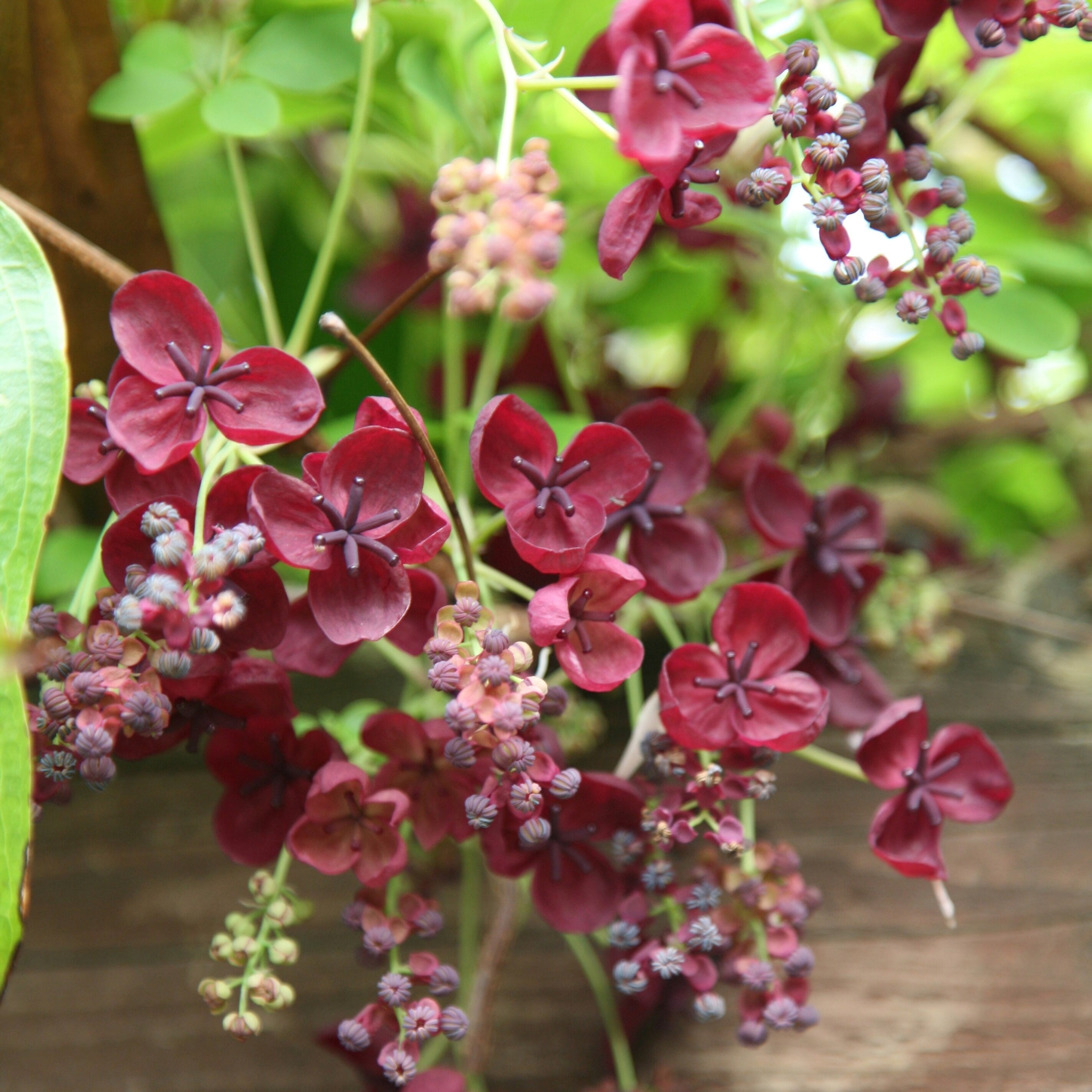 Akebia Quinata