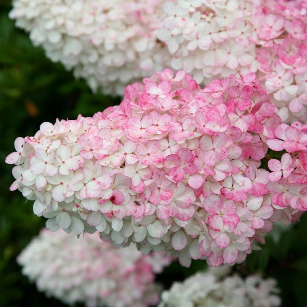 Hydrangea paniculata 'Vanilla Fraise'